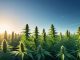 Kombinationen av CBD med THC – vad du behöver veta! illustration